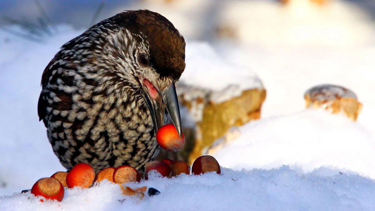 Кедровка: Шишки, шишки, шишки! Эта птица знает о них всё и приносит огромную пользу хвойным лесам - фото 4