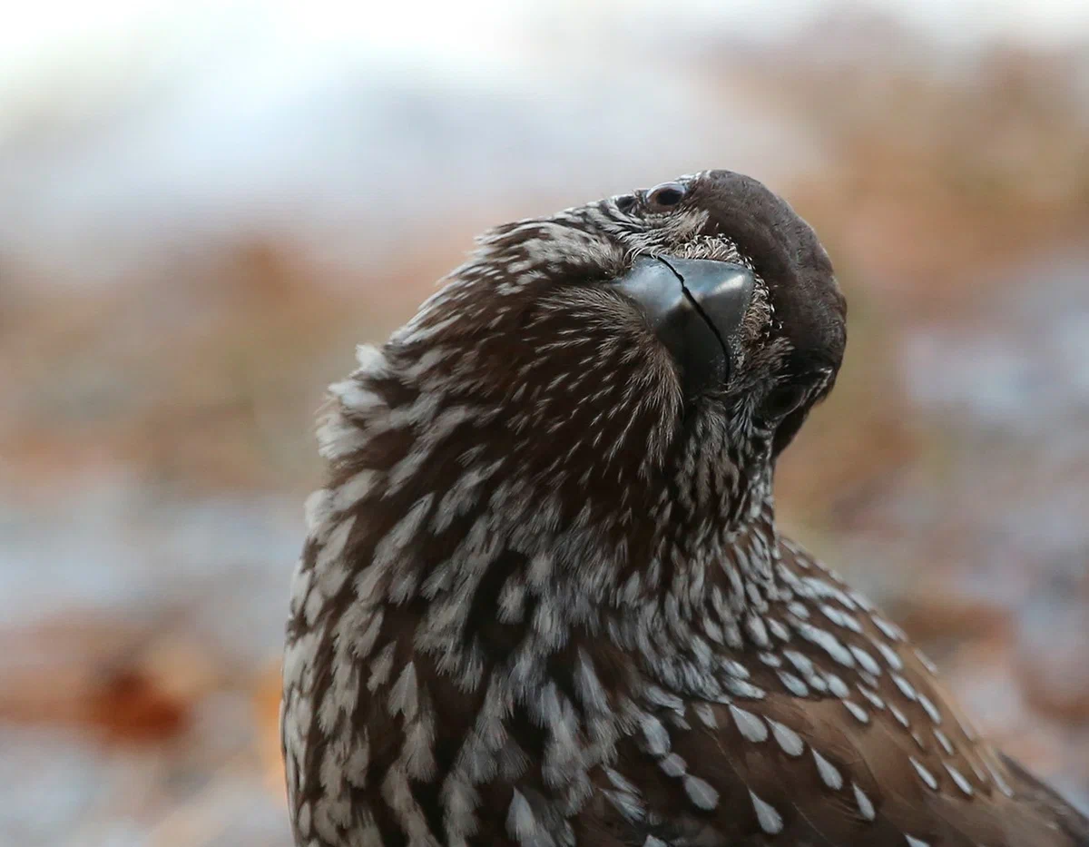 Кедровка: Шишки, шишки, шишки! Эта птица знает о них всё и приносит огромную пользу хвойным лесам - фото 7