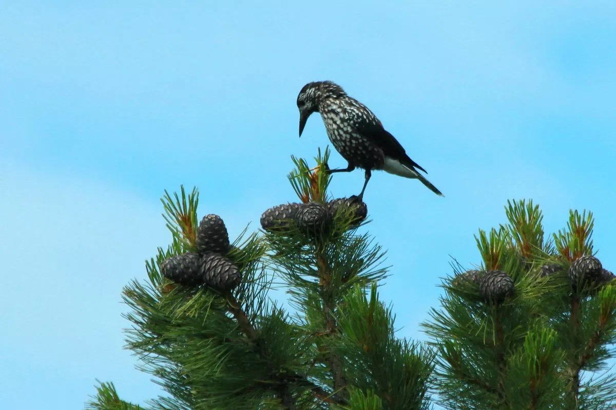 Кедровка: Шишки, шишки, шишки! Эта птица знает о них всё и приносит огромную пользу хвойным лесам - фото 10