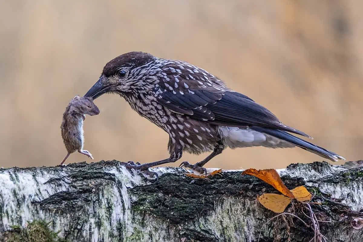Кедровка: Шишки, шишки, шишки! Эта птица знает о них всё и приносит огромную пользу хвойным лесам - фото 11