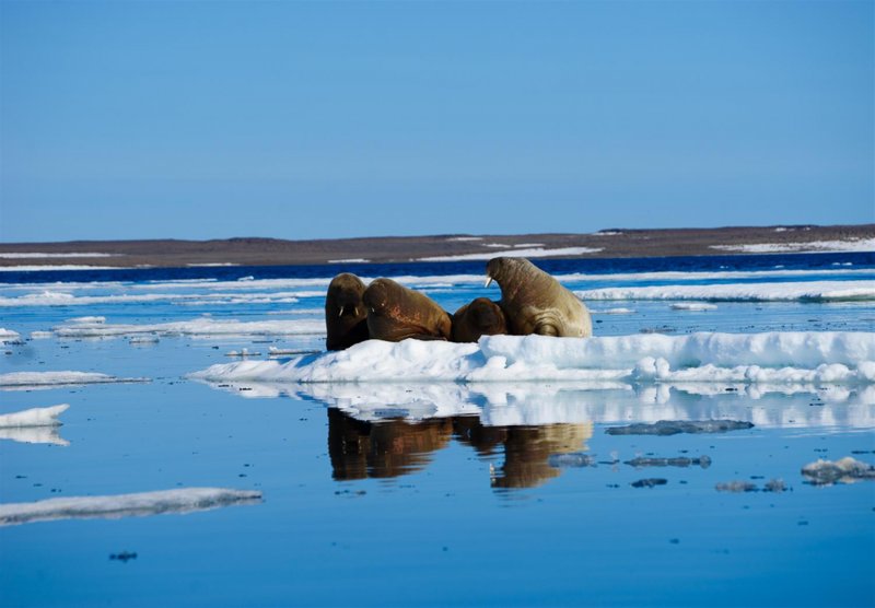 Наша Арктика... - фото 9