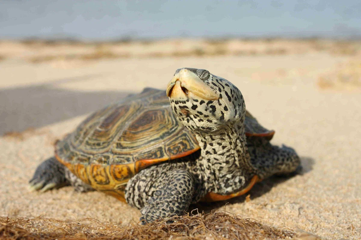 Бугорчатая черепаха: Покорила море, будучи пресноводной. Для этого научилась плакать солью и ловить капли дождя - фото 2