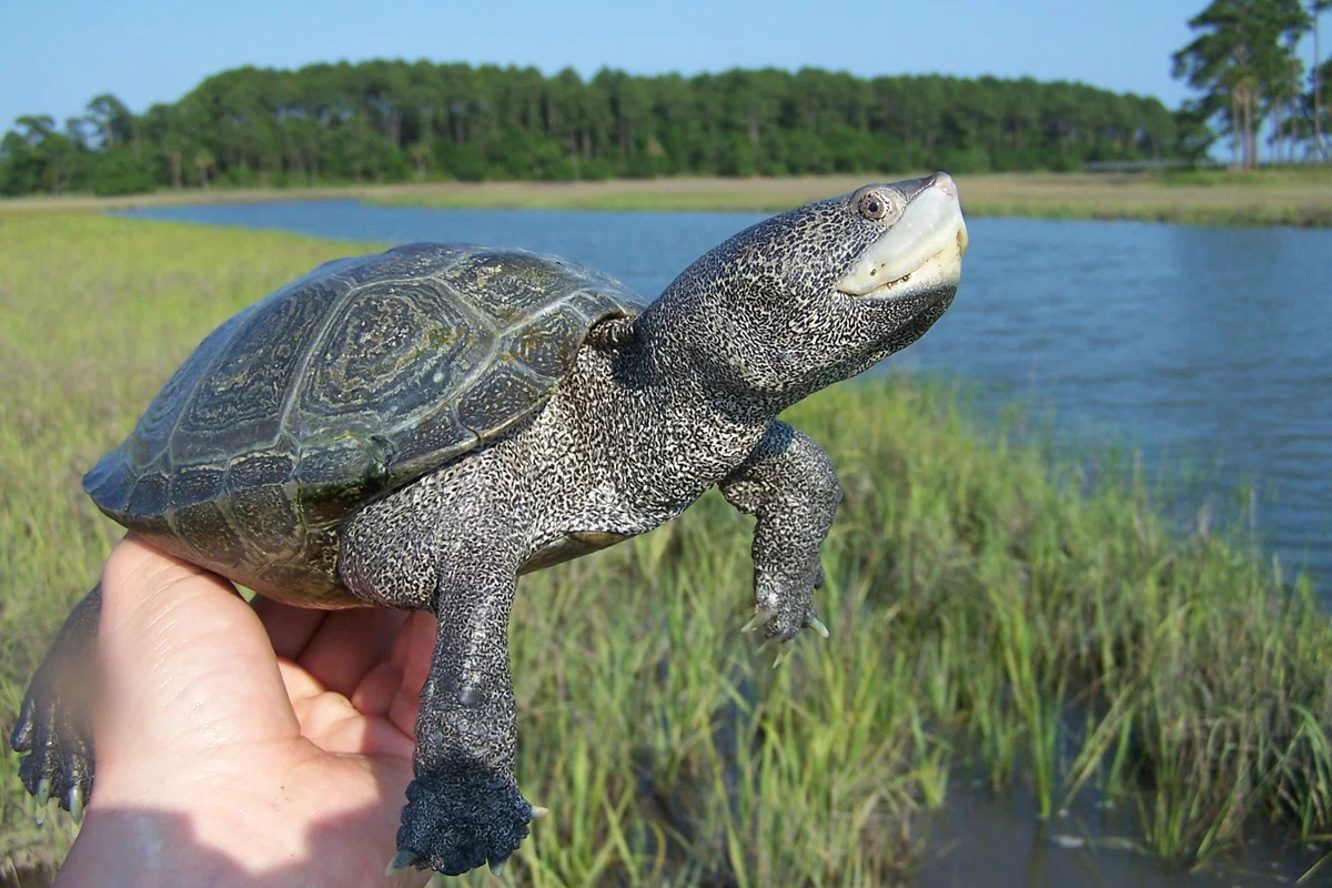 Бугорчатая черепаха: Покорила море, будучи пресноводной. Для этого научилась плакать солью и ловить капли дождя - фото 3