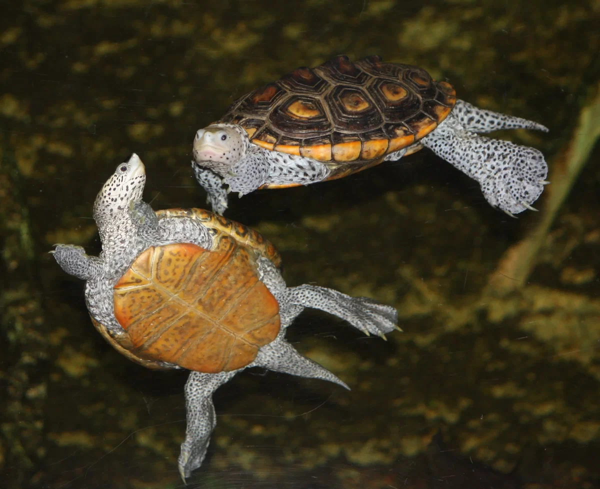 Бугорчатая черепаха: Покорила море, будучи пресноводной. Для этого научилась плакать солью и ловить капли дождя - фото 4