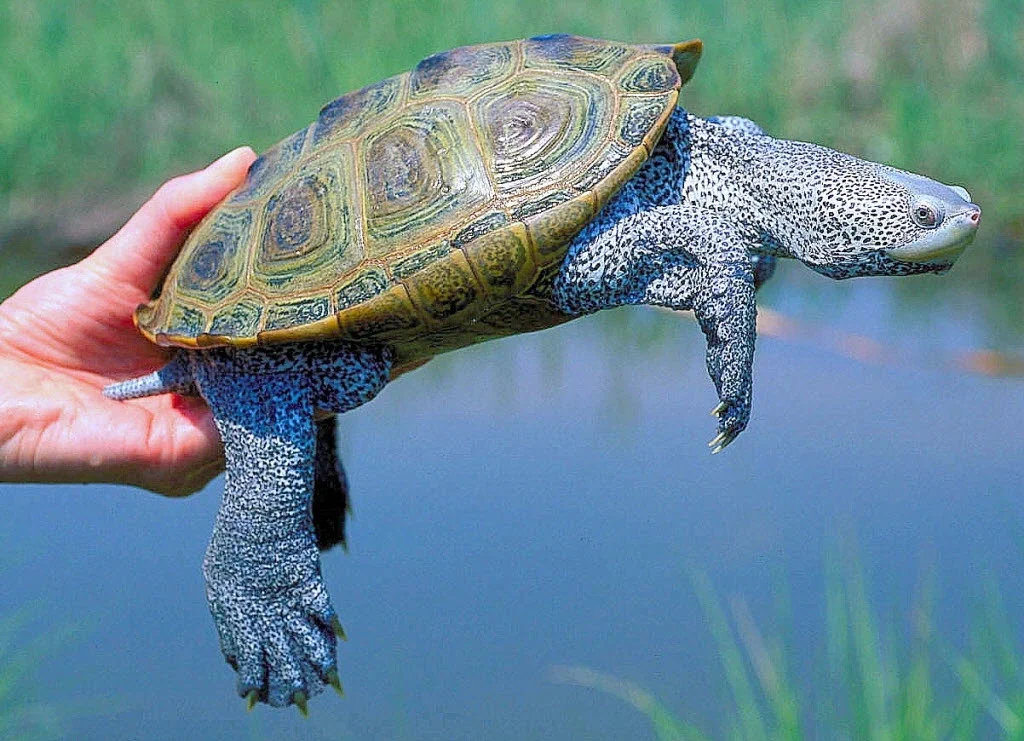 Бугорчатая черепаха: Покорила море, будучи пресноводной. Для этого научилась плакать солью и ловить капли дождя - фото 5