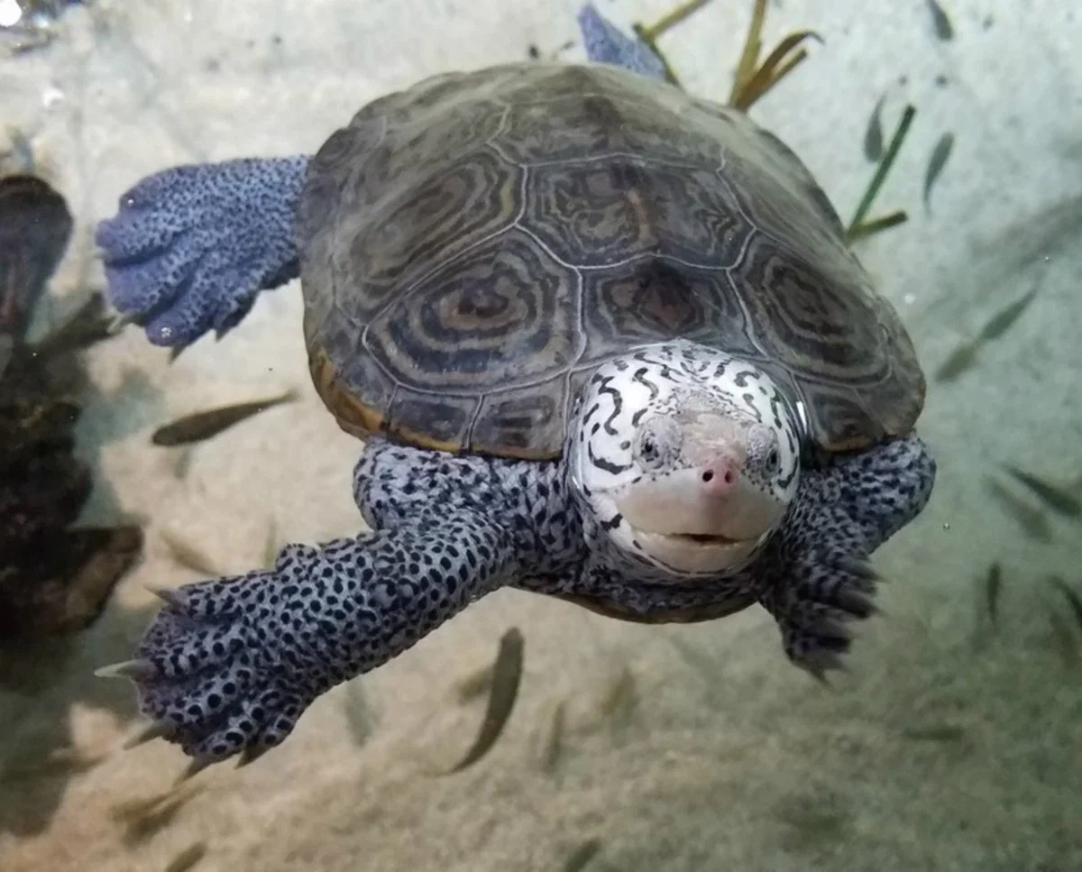 Бугорчатая черепаха: Покорила море, будучи пресноводной. Для этого научилась плакать солью и ловить капли дождя - фото 6
