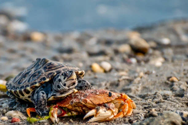 Бугорчатая черепаха: Покорила море, будучи пресноводной. Для этого научилась плакать солью и ловить капли дождя - фото 8