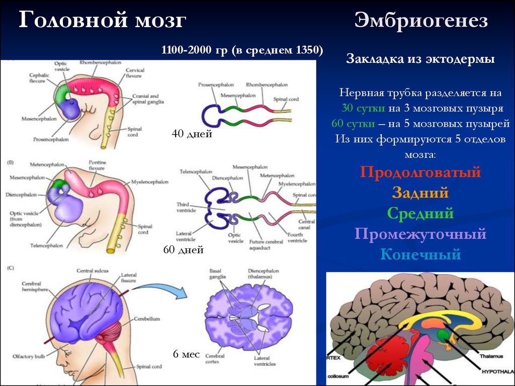 Головной мозг из трех отделов реберное дыхание. Формирование головного мозга в эмбриогенезе. Этапы развития головного мозга в эмбриогенезе человека. Эмбриональное развитие ЦНС. Нервная трубка эмбриогенез.