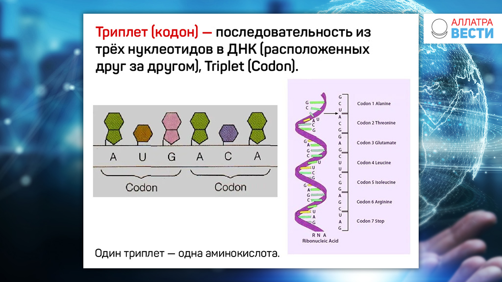 Один триплет днк несет