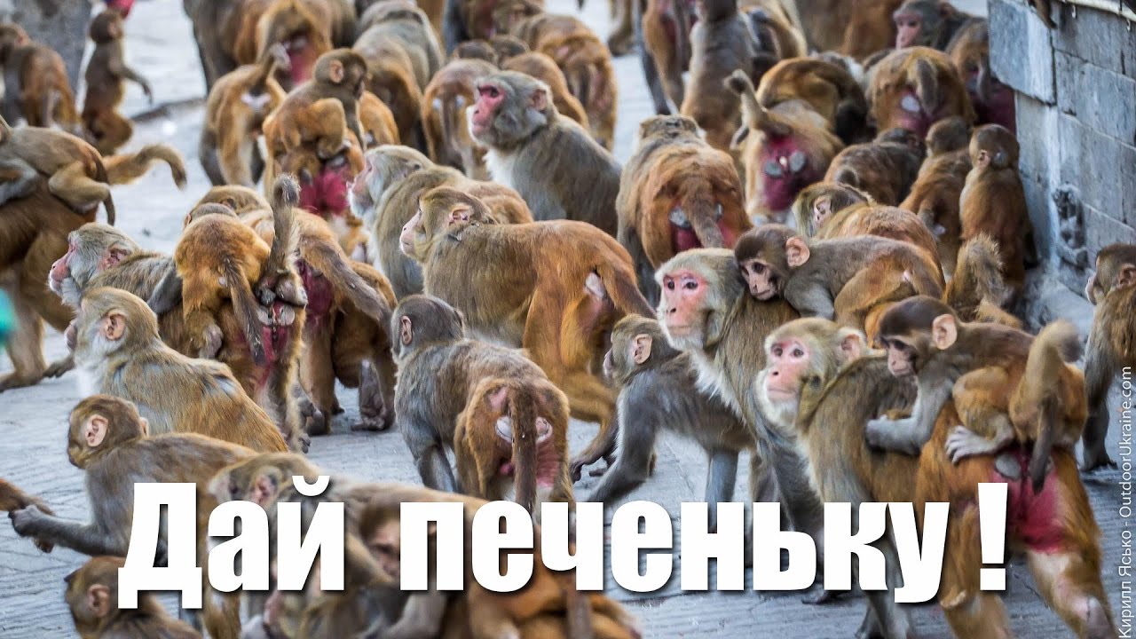 Толпа диких обезьян забили. Стадо обезьян. Стая обезьян. Толпа обезьян.