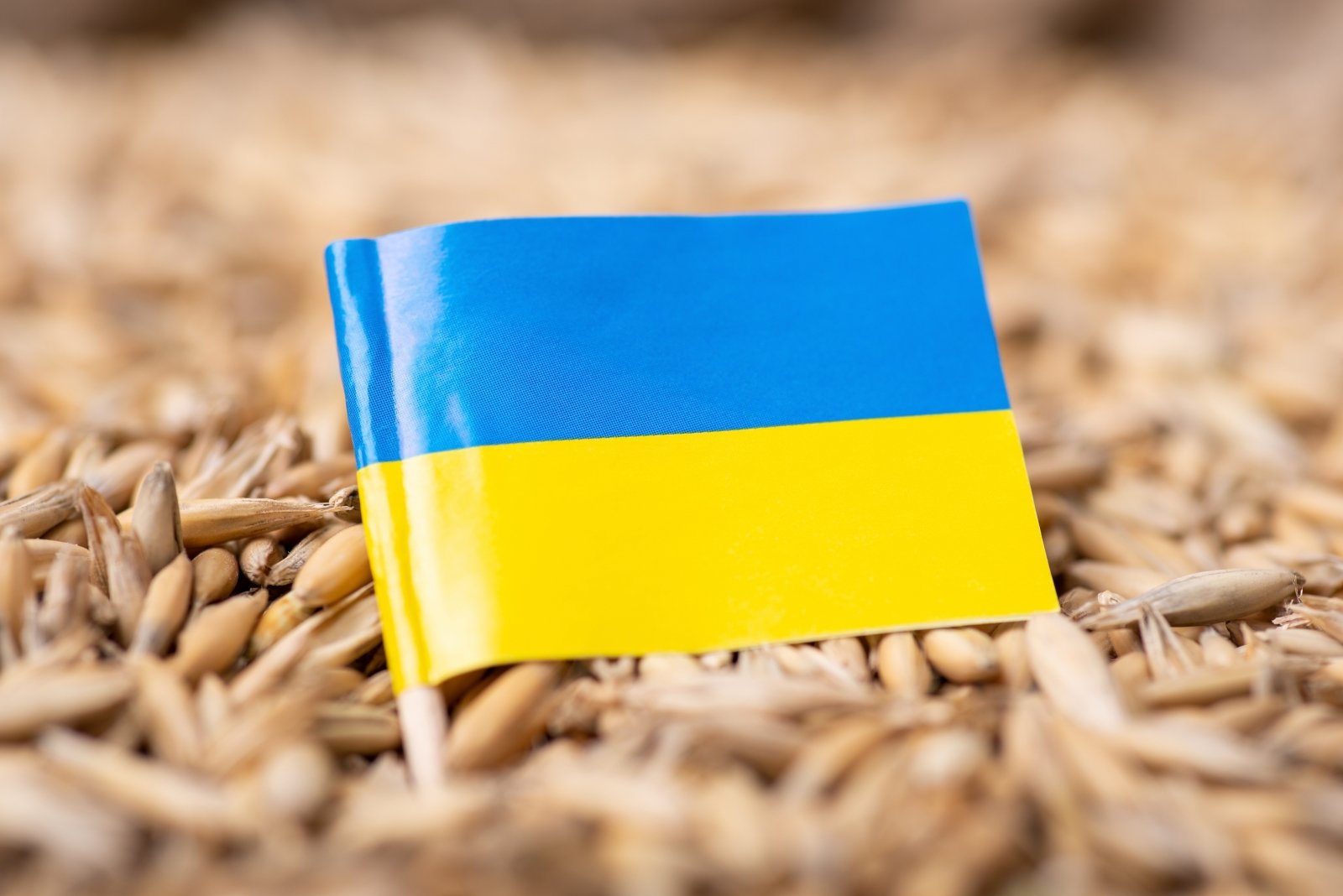 Почему зерно украины. Зерно Украина. Экспорт украинского зерна. Польша Украина зерно. Зерно из Украины.