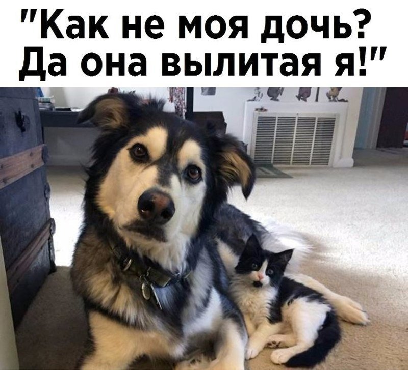 Шутки про животных картинки