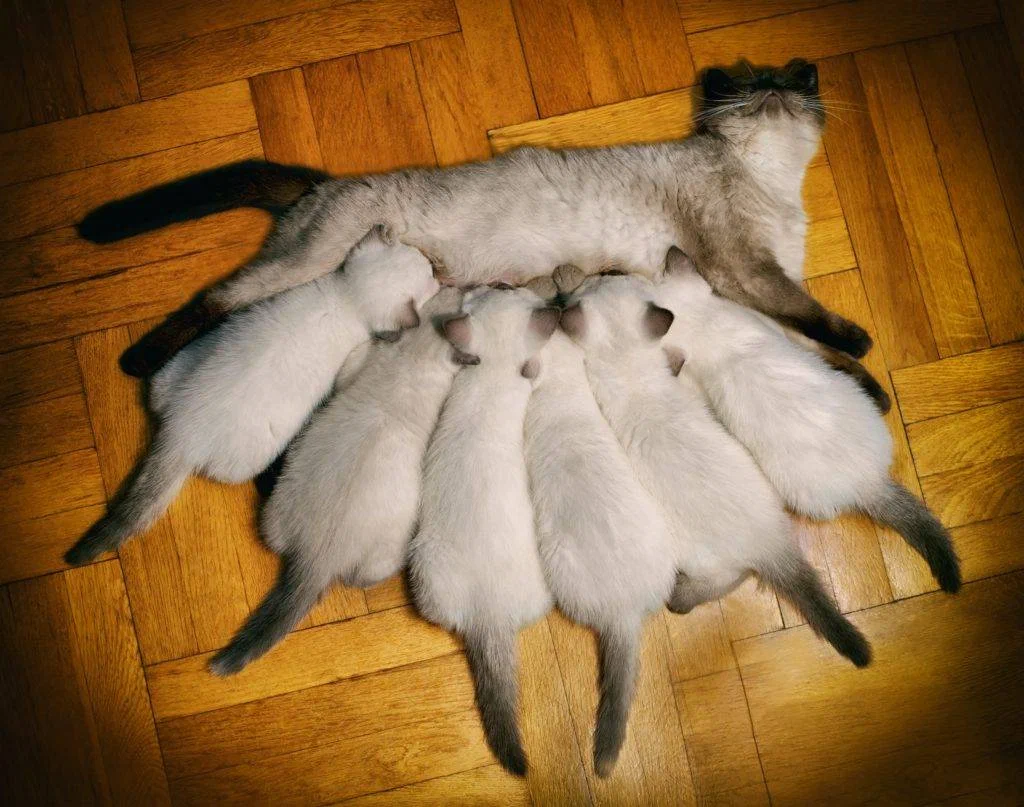 8 котят у кошки. Котята пьют молоко у кошки. Кошка кормит котят. Кошка кормит котят молоком. Котенок пьет молоко матери.