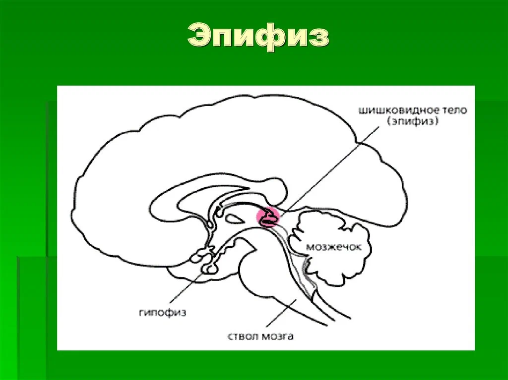 Эпифиз. Строение гипофиза и эпифиза. Шишковидная железа схема расположения. Эпифиз шишковидное тело.