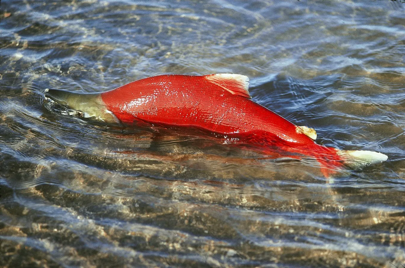 Красная рыба в реке. Лосось нерка нерест. Нерка Камчатка. Нерка рыба красная. Нерка рыба Камчатская.