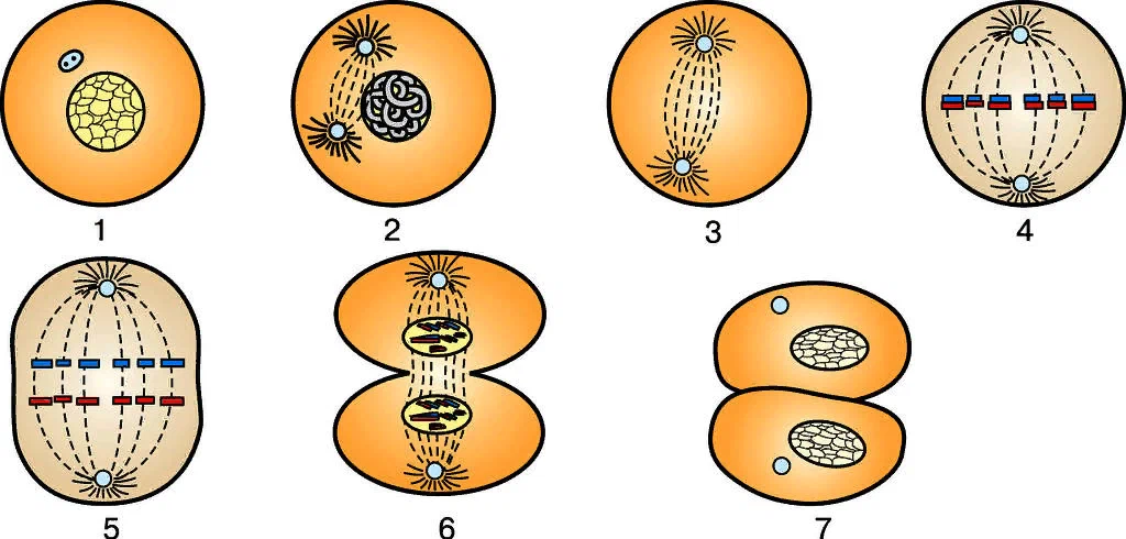 Процесс деления клетки рисунок. Деление клетки 8 класс биология. Этапы деления клетки 8 класс. Стадии деления клетки 8 класс. Этапы деления клеток биология.