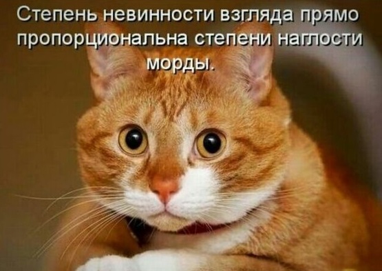 "Немецкий" кот...