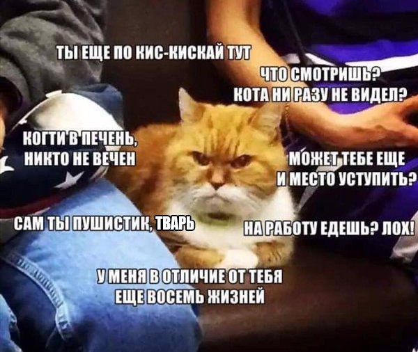 "Немецкий" кот...