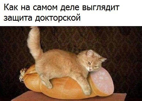 "Немецкий" кот...