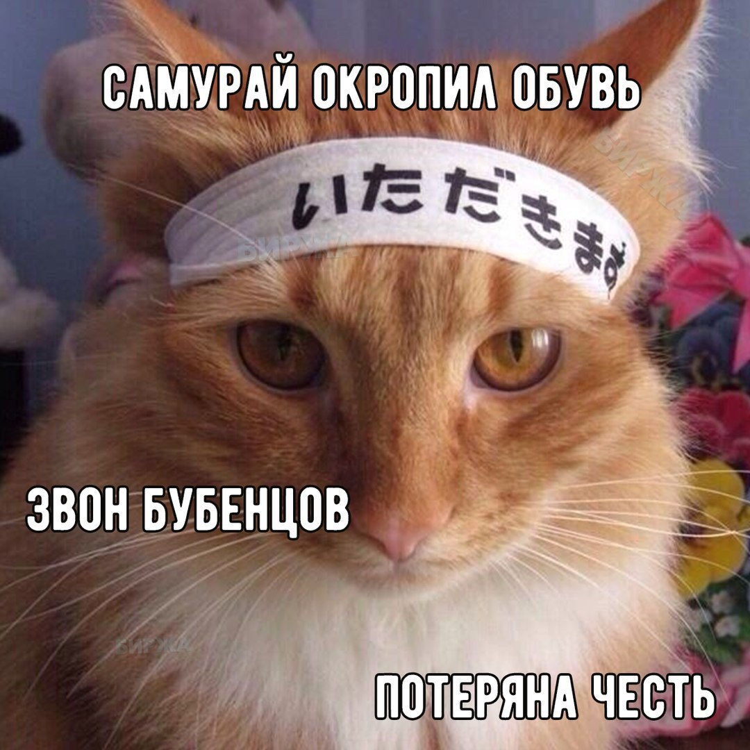 "Немецкий" кот...