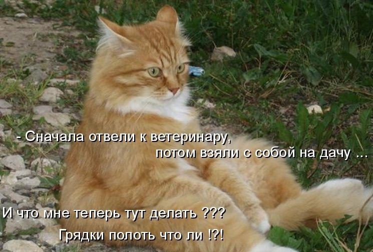 "Немецкий" кот...