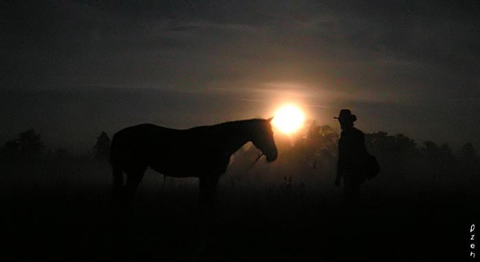Коня споем. Лошадь ночью в поле. Лошадь ночью. В ночное на лошадях. Ночная степь.