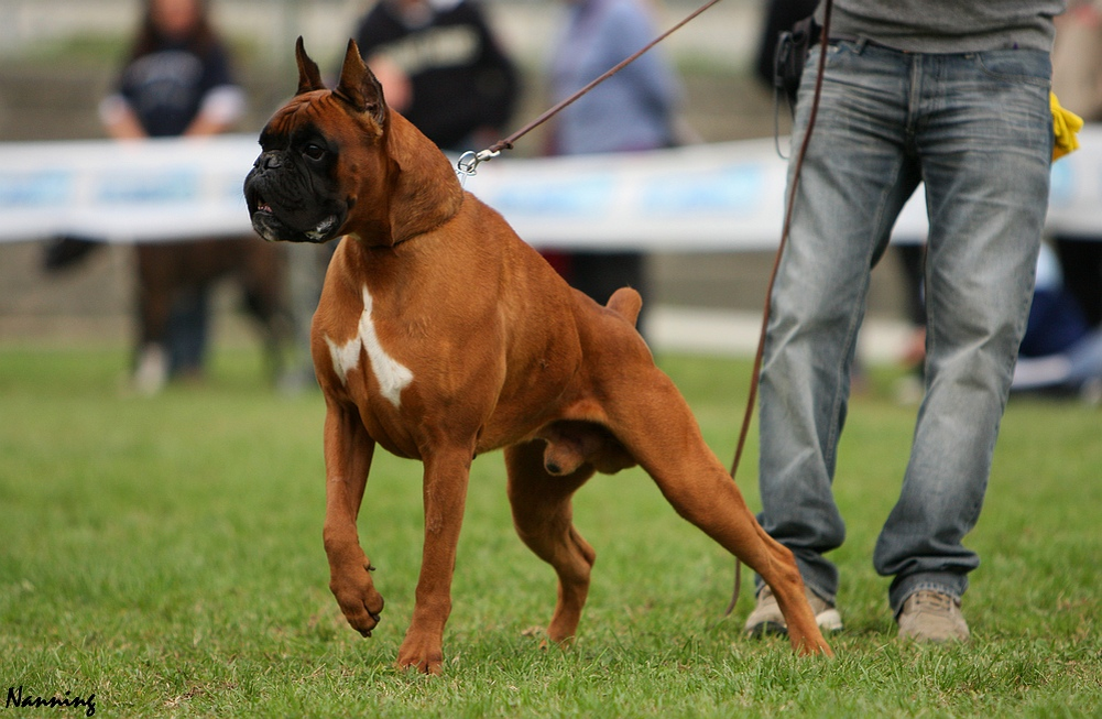 Боксер boxer