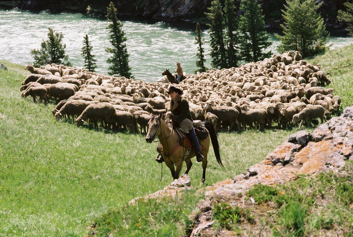 Горбатая гора (Brokeback Mountain), 2005, США (Рецензия от зрителя) - ®oots  (От Бобра всем добра) — КОНТ