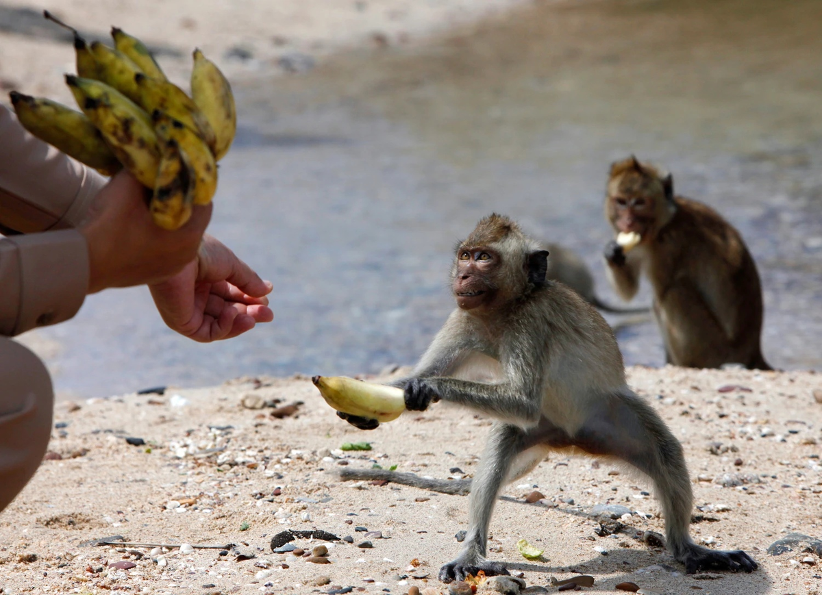 Сколько бананов едят обезьяны. Обезьяна ест. Обезьяна с бананом. J,tpmzys c ,fyfyyfvb. Обезьяна ест банан.