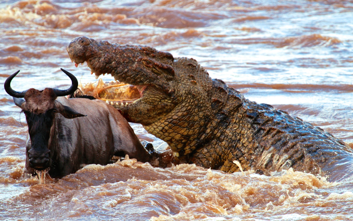 Крокодил самый опасный хищник. Нильский крокодил охота. Нильский крокодил нападения. Буйвол против крокодила. Африка Нильский крокодил.