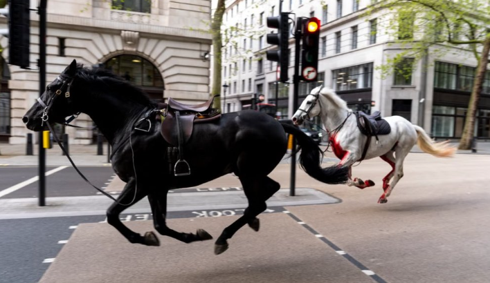 Окровавленные кони в центре Лондона (18+) (слабонервным - не смотреть)