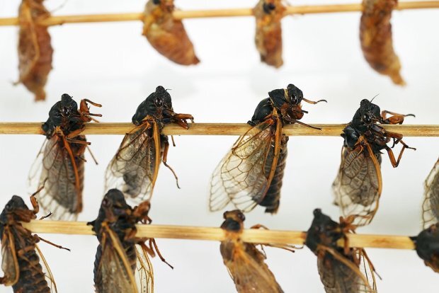 Популяризация еды из насекомых: Россия продолжает подчиняться капитализму