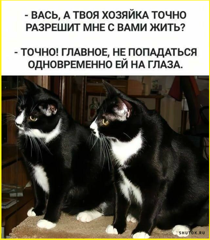 arhivach.org попки $  