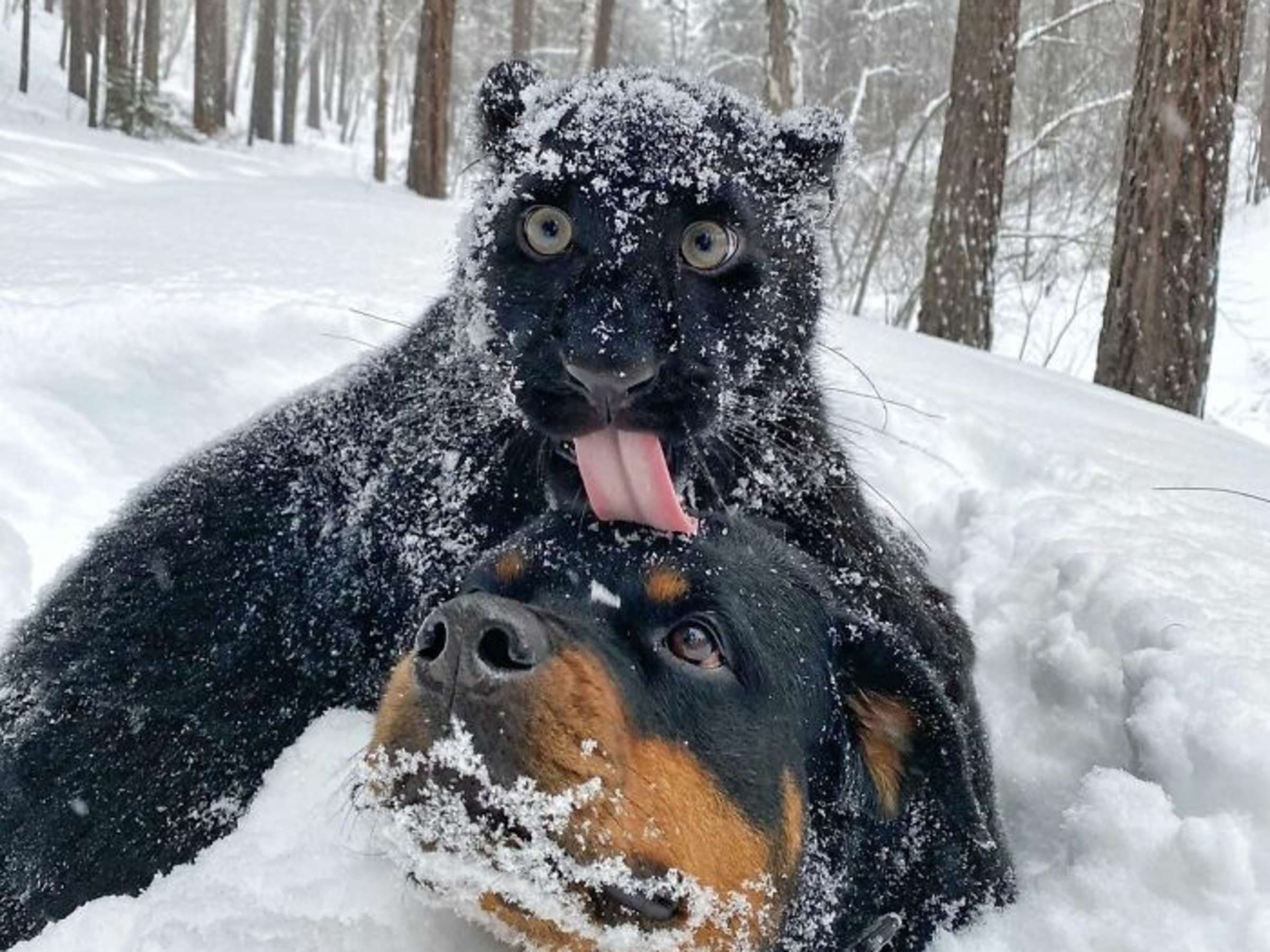 Пантера в снегу