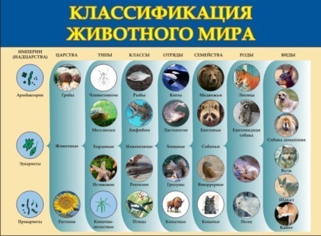 Классификация животных. Царство животные классификация. Типы животных классификация. Классификация ;bdjnyjujмира. Классификация животных систематика.