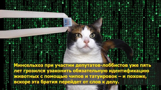 Тренируйся на кошках