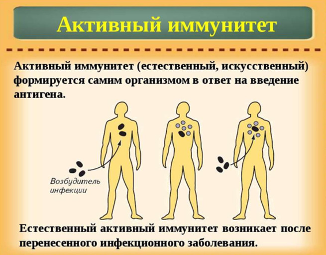 Искусственный пассивный иммунитет. Естественный активный иммунитет формируется. Искусственный активный иммунитет. Искусственный пассивный иммунитет вырабатывается после введения.