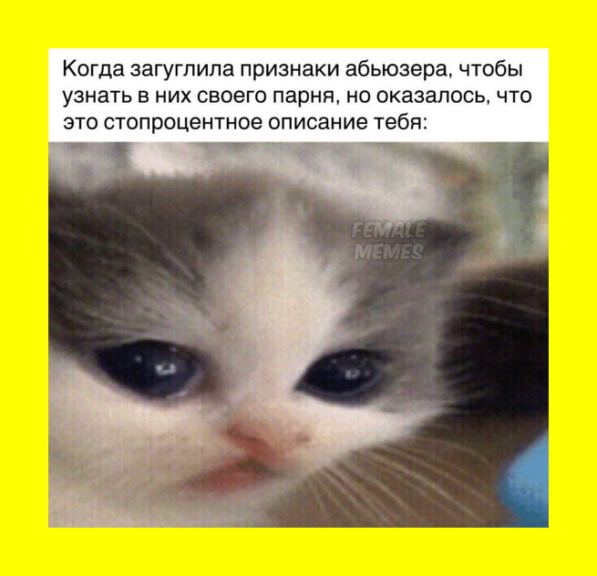 ╰ ► sweet cat icons ♡*₊` в 2023 г Кошачьи фотографии, Котята, Морды животных