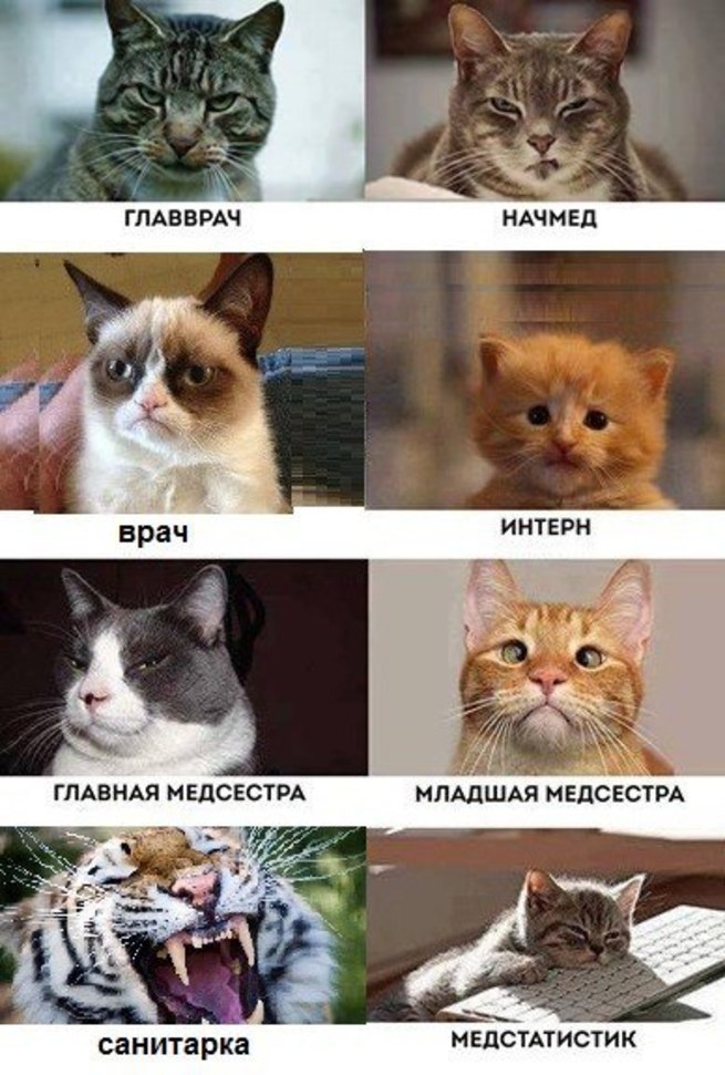 Коты медики картинки