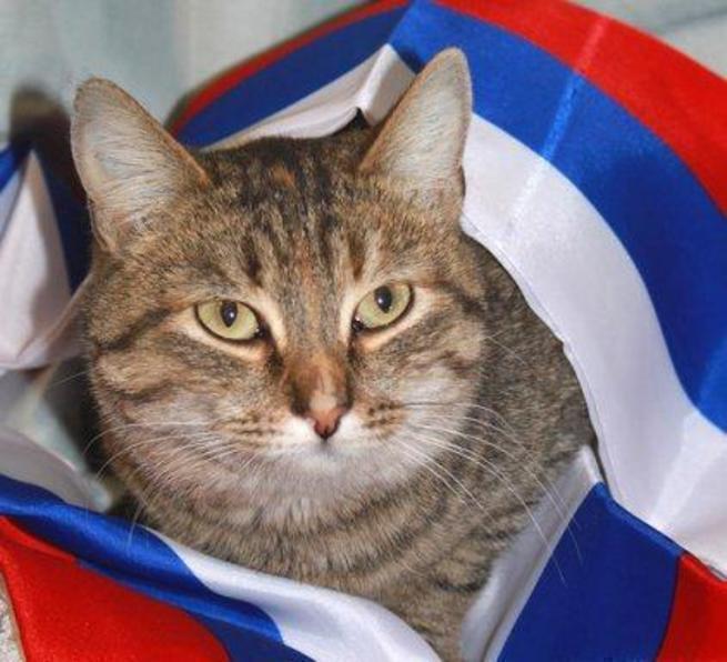 Русский и котики