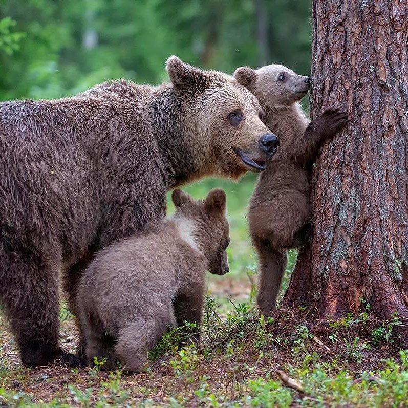 Фото медвежьей семьи