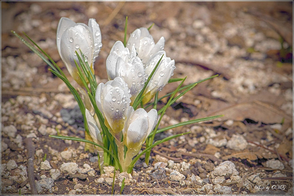 Только показались первые нежно белые головки подснежников. Прикосновение весны. Первые весенние цветы Донецк.