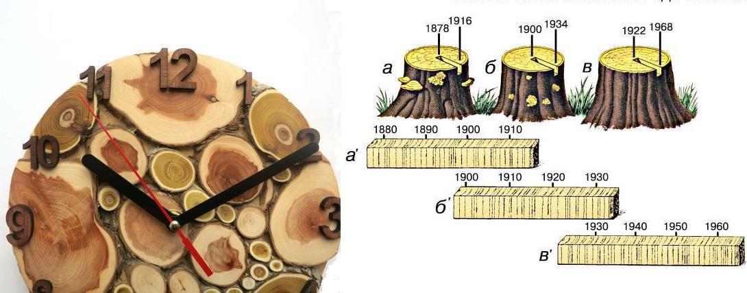 Рассмотрите рисунок на котором изображен годичные кольца на спиле дерева