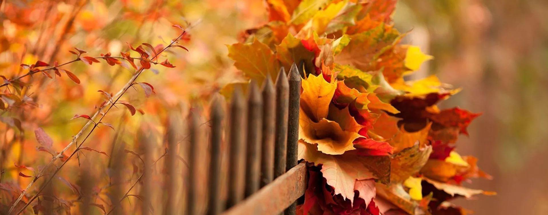 Осенние листья забор