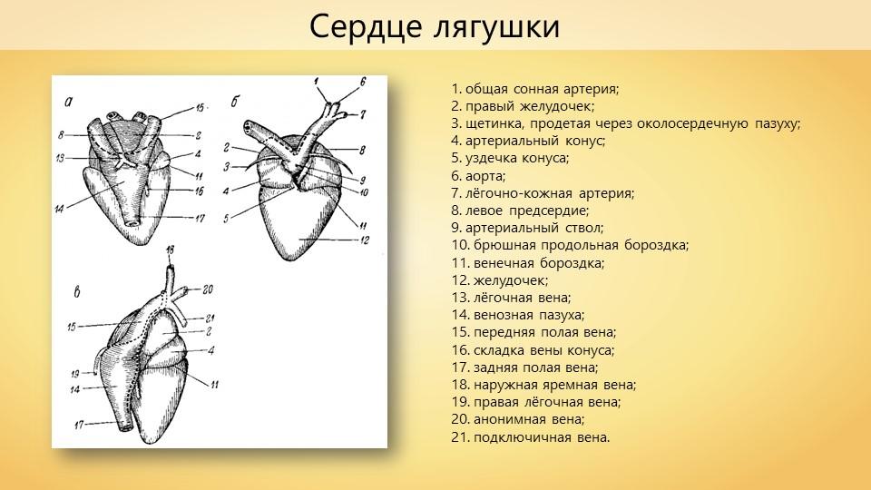 Схема сердца земноводных. Строение сердца амфибий. Строение сердца земноводных. Строение сердца лягушки Озерной. Сердце амфибий схема.