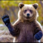 Сибирский медведь