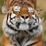 Тигра